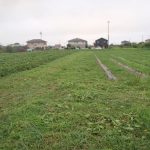 草との戦い　230720